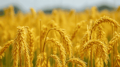 Golden Rice and Vitamin A Deficiency: Can GMOs Solve Malnutrition?