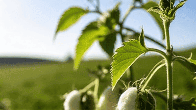 The Science Behind Bt Cotton: How Genetic Engineering Fights Pests Naturally